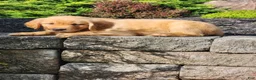 Golden Retriever dogs for sale: Charlie - Ad 1