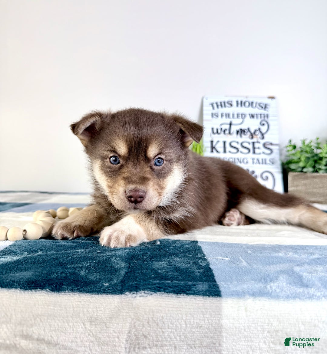 Mixed Breed dogs for sale: Parker - Ad 3