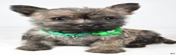 Cairn Terrier dogs for sale: Charlotte - Ad 3
