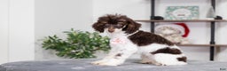 Miniature Poodle dogs for sale: Betty - Ad 1