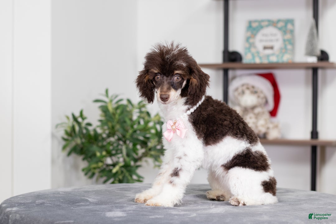 Miniature Poodle dogs for sale: Betty - Ad 1