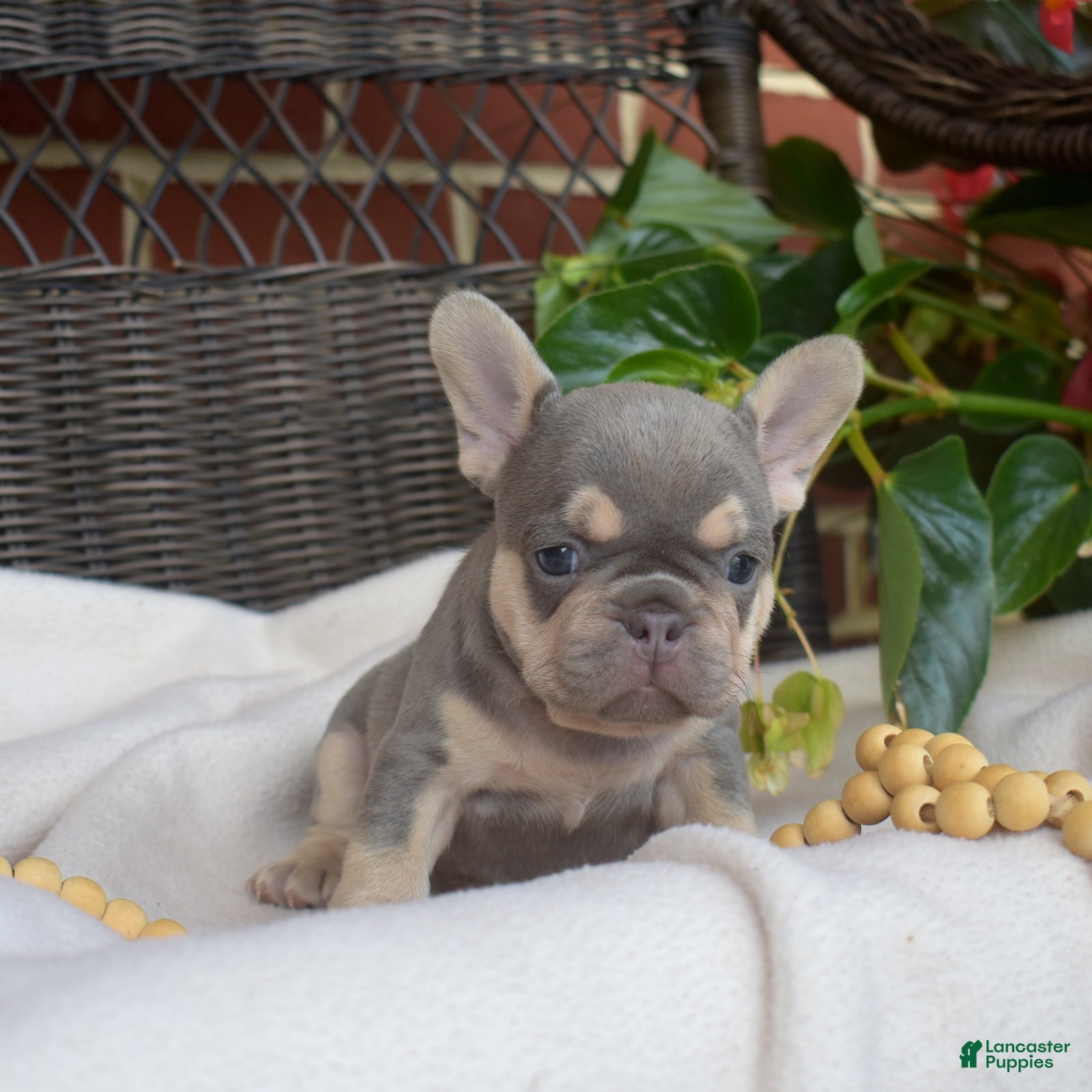 French Bulldog dogs Ricotta - Ad 2