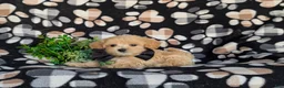 Maltipoo dogs for sale: Clifton 8 lbs Full Grown - Ad 4