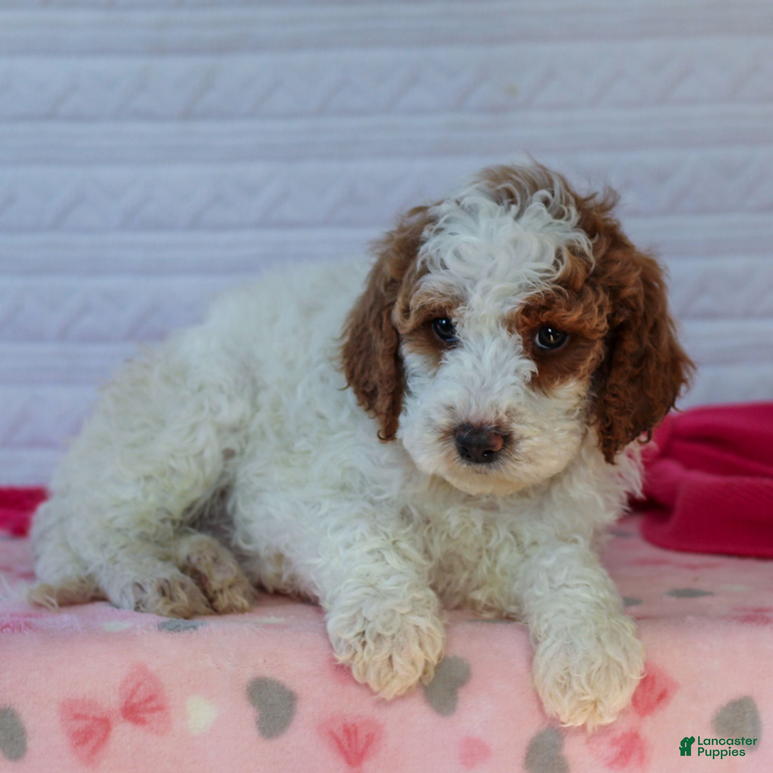 Mini Goldendoodle dogs Jaspern - Ad 2