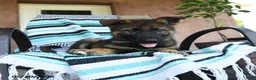 German Shepherd dogs for sale: Gunther - Ad 3