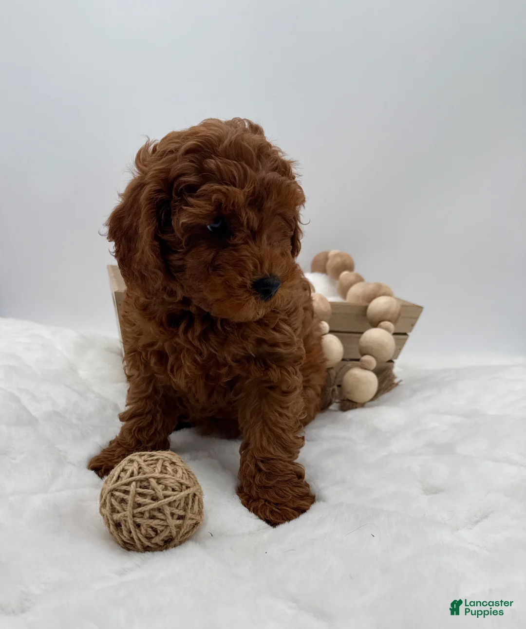 Mini Goldendoodle dogs for sale: Mini Goldendoodle 7 - Ad 2