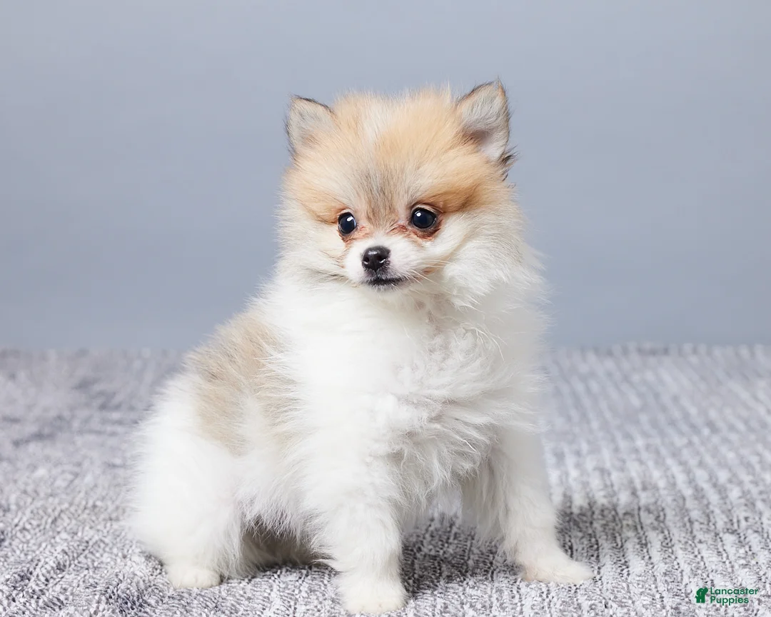 Pomeranian dogs for sale: Dakota - Ad 3
