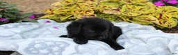 Labrador Retriever dogs for sale: Milo - Ad 4