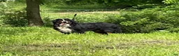 Bernese Mountain Dog dogs for sale: Tulip - Ad 12