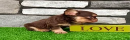 French Bulldog dogs for sale: French Bulldog 1 - Ad 5