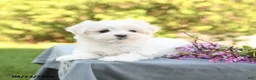 Maltese dogs for sale: Lily - Ad 3