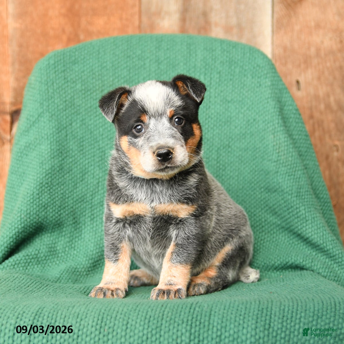 Australian Cattle Dog dogs Dexter - Ad 1