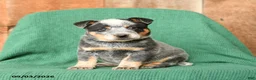 Australian Cattle Dog dogs for sale: Dexter - Ad 1