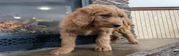Goldendoodle dogs for sale: Curri - Ad 9