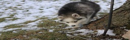 Pomsky dogs for sale: Petunia - Ad 5