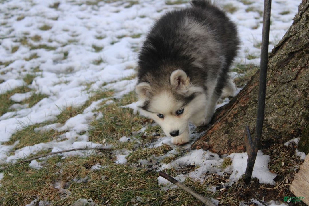Pomsky dogs for sale: Petunia - Ad 5
