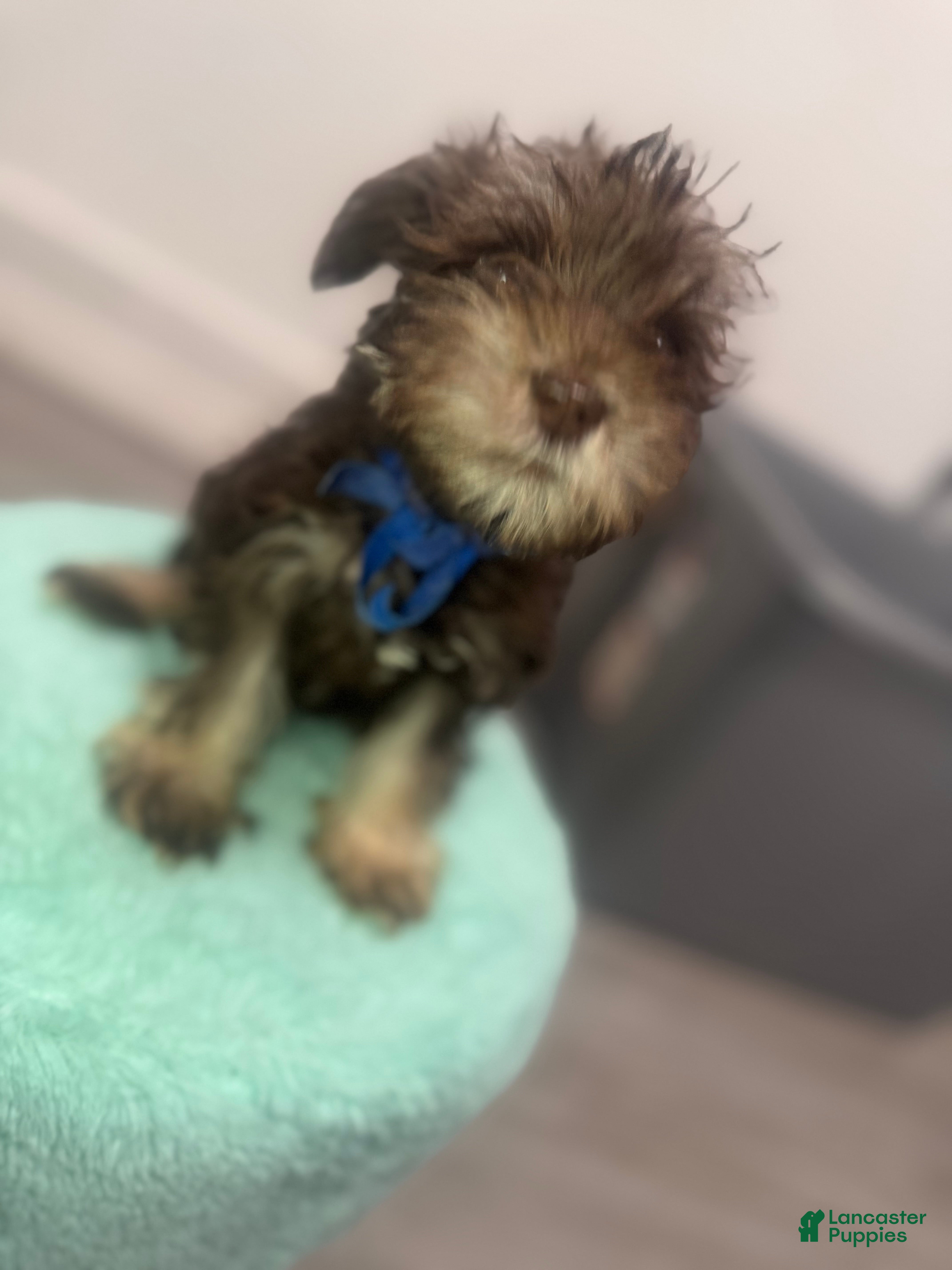 Miniature Schnauzer dogs for sale: Miniature Schnauzer 5 - Ad 4