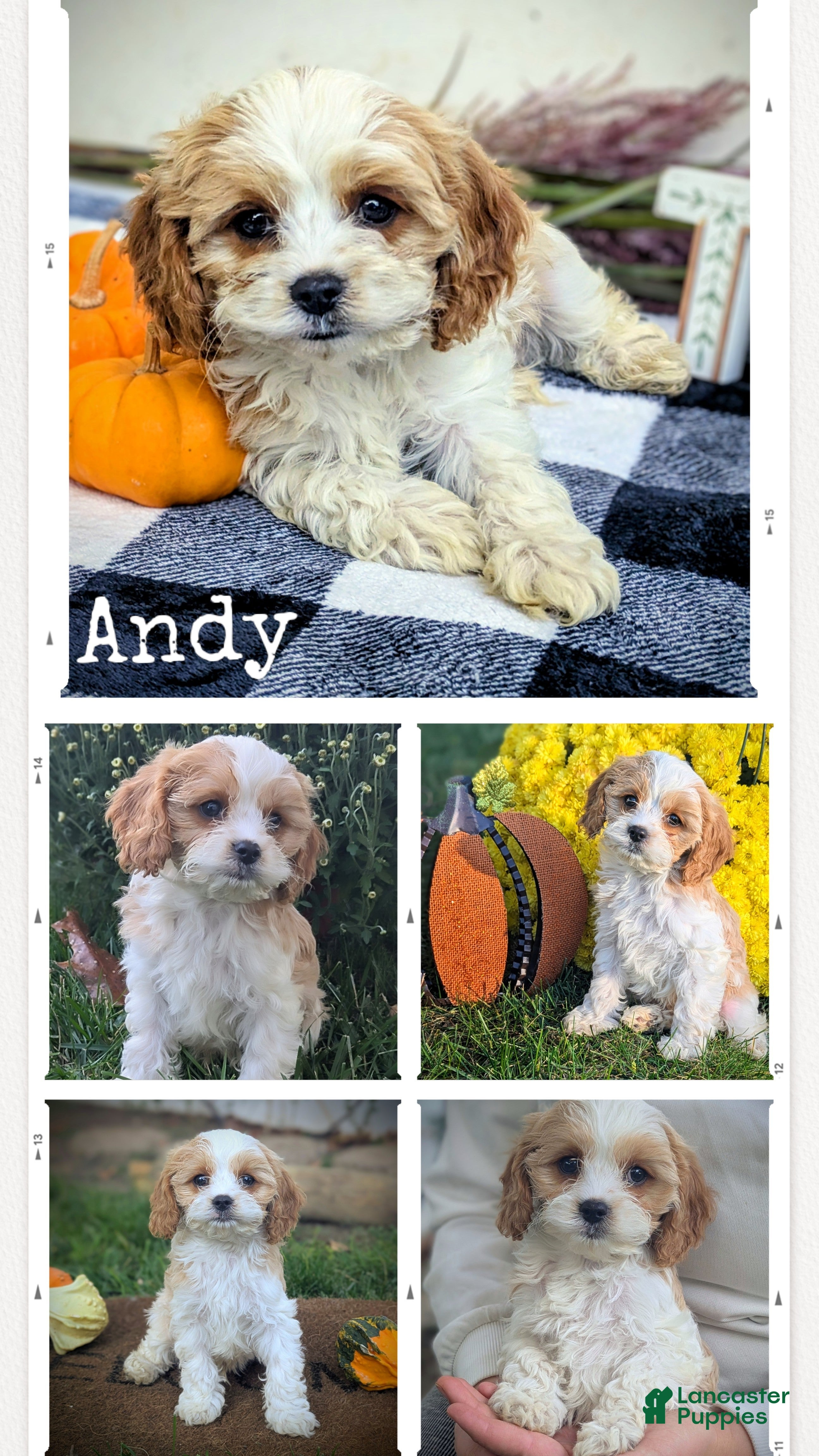 Cavapoo dogs for sale: Mr Andy - Ad 2