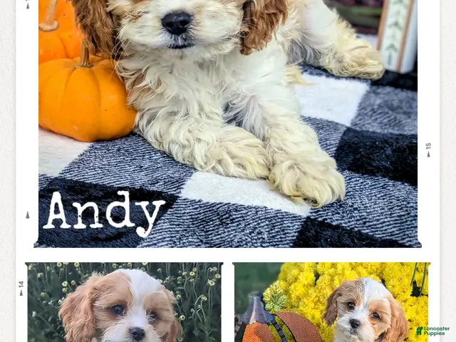 Cavapoo dogs for sale: Mr Andy - Ad 2
