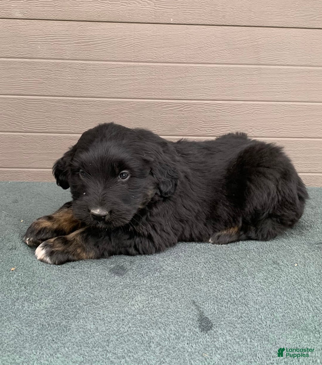 Aussiedoodle dogs for sale: Rascal - Ad 1