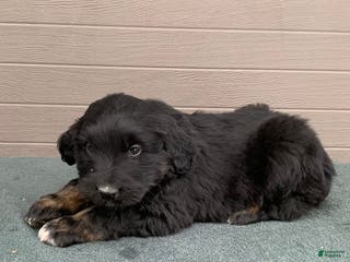 Aussiedoodle dogs Rascal - Ad 11