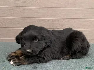 Aussiedoodle dogs Rascal - Ad 16