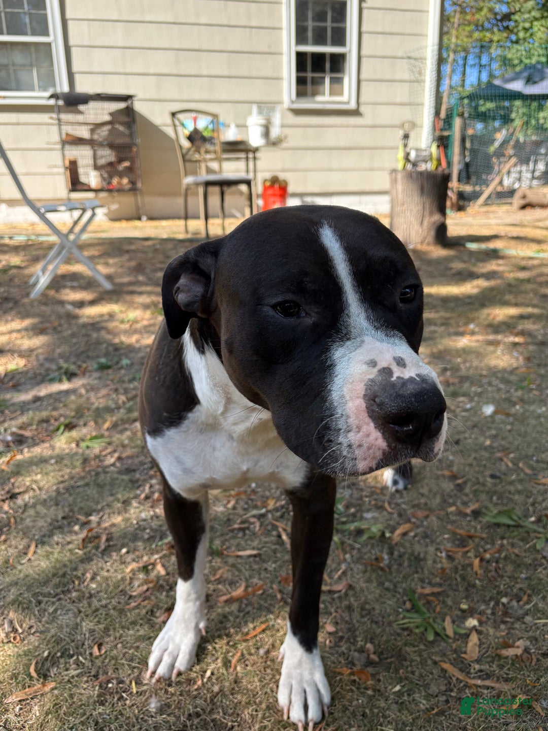 Mixed Breed dogs for sale: Bear - Ad 3