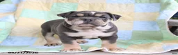 Olde English Bulldogge dogs for sale: Twilight - Ad 3