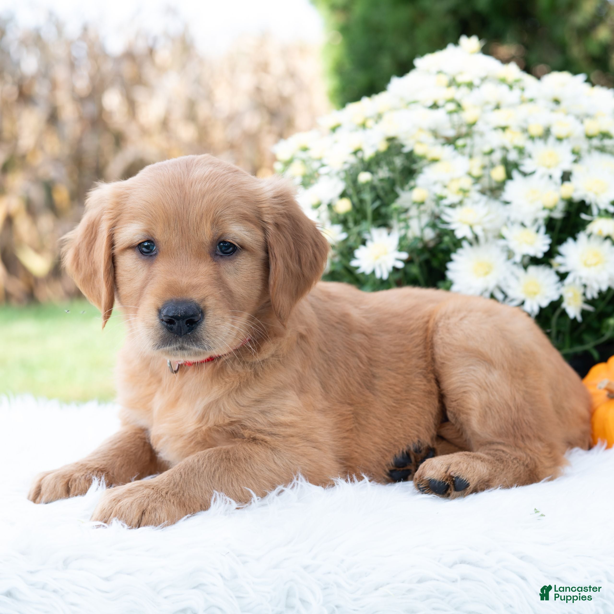 Golden Retriever dogs Grace  - Ad 2