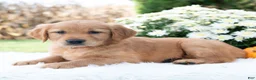 Golden Retriever dogs for sale: Grace  - Ad 2