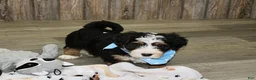 Mini Bernedoodle dogs for sale: Loki  - Ad 5