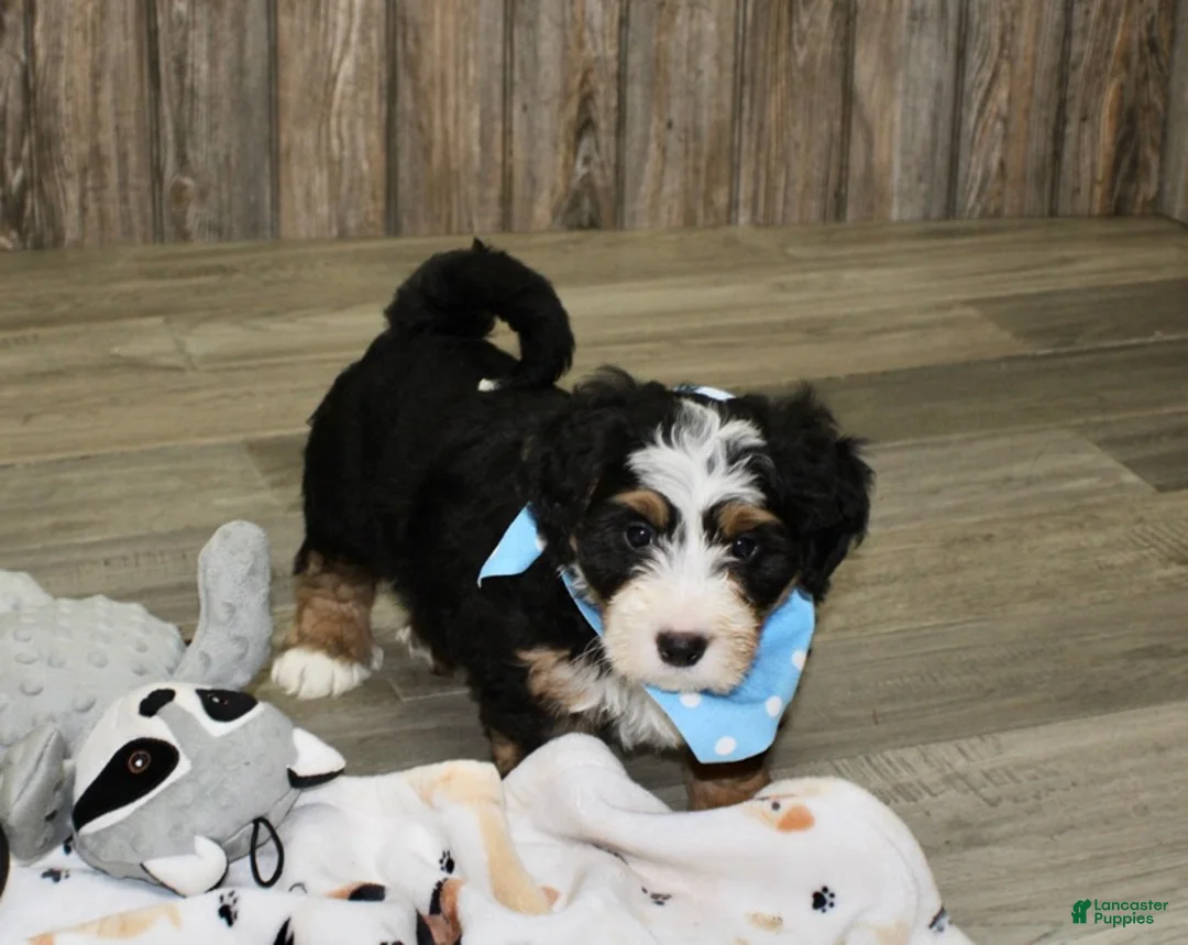 Mini Bernedoodle dogs for sale: Loki  - Ad 5