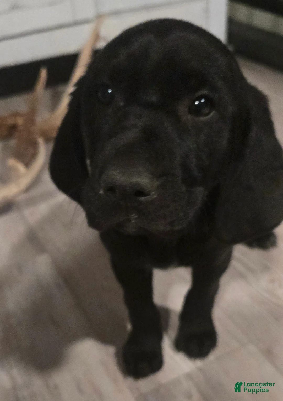 Mixed Breed dogs for sale: Grace - Ad 2