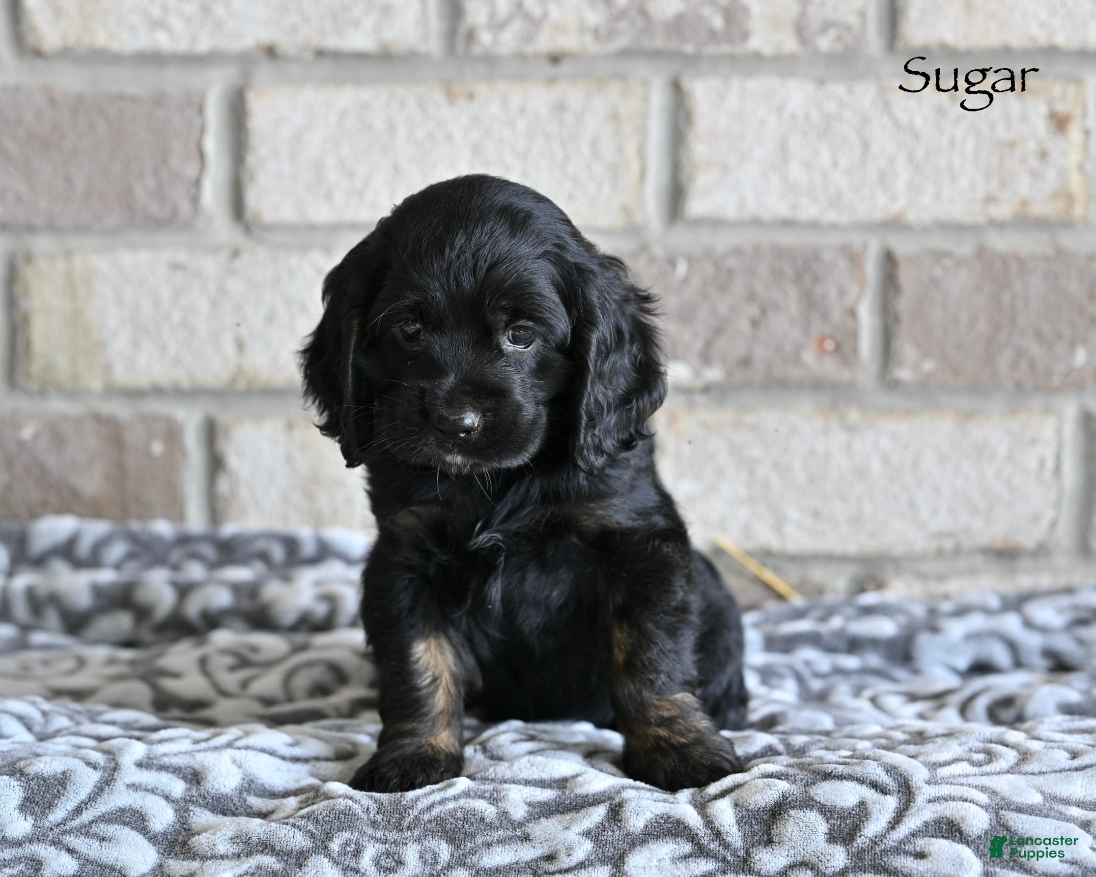 Cocker Spaniel dogs Sugar - Ad 2