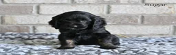 Cocker Spaniel dogs for sale: Sugar - Ad 2