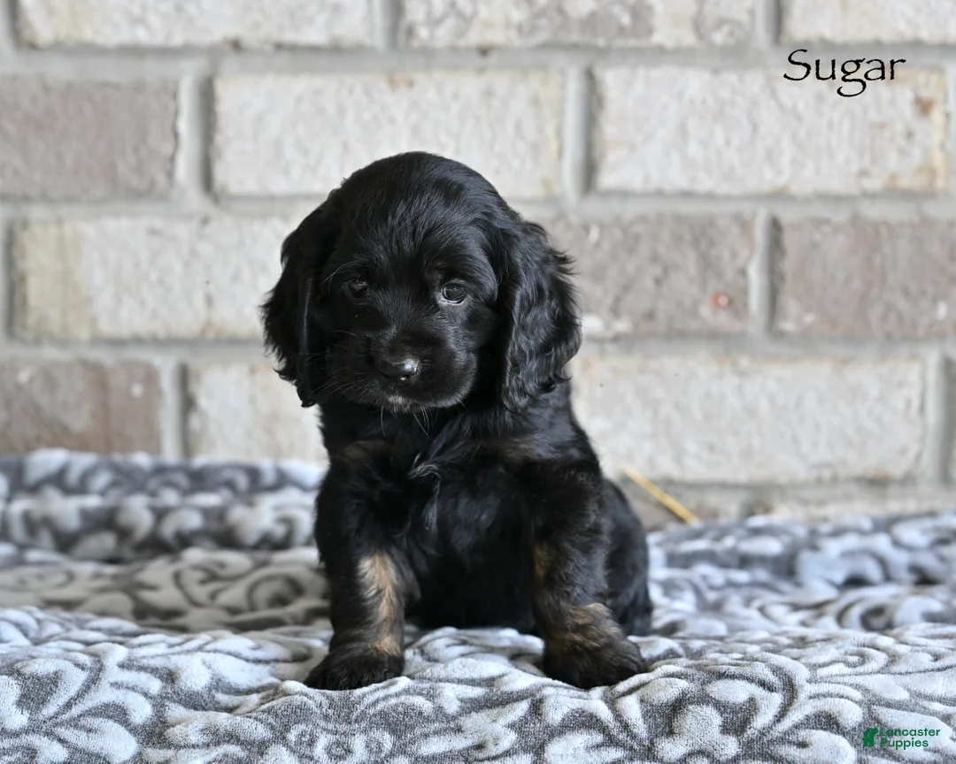 Cocker Spaniel dogs for sale: Sugar - Ad 2