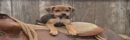 Jug dogs for sale: Florida - Ad 7