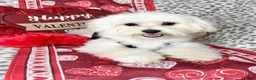 Maltese dogs for sale: Lemon - Ad 4