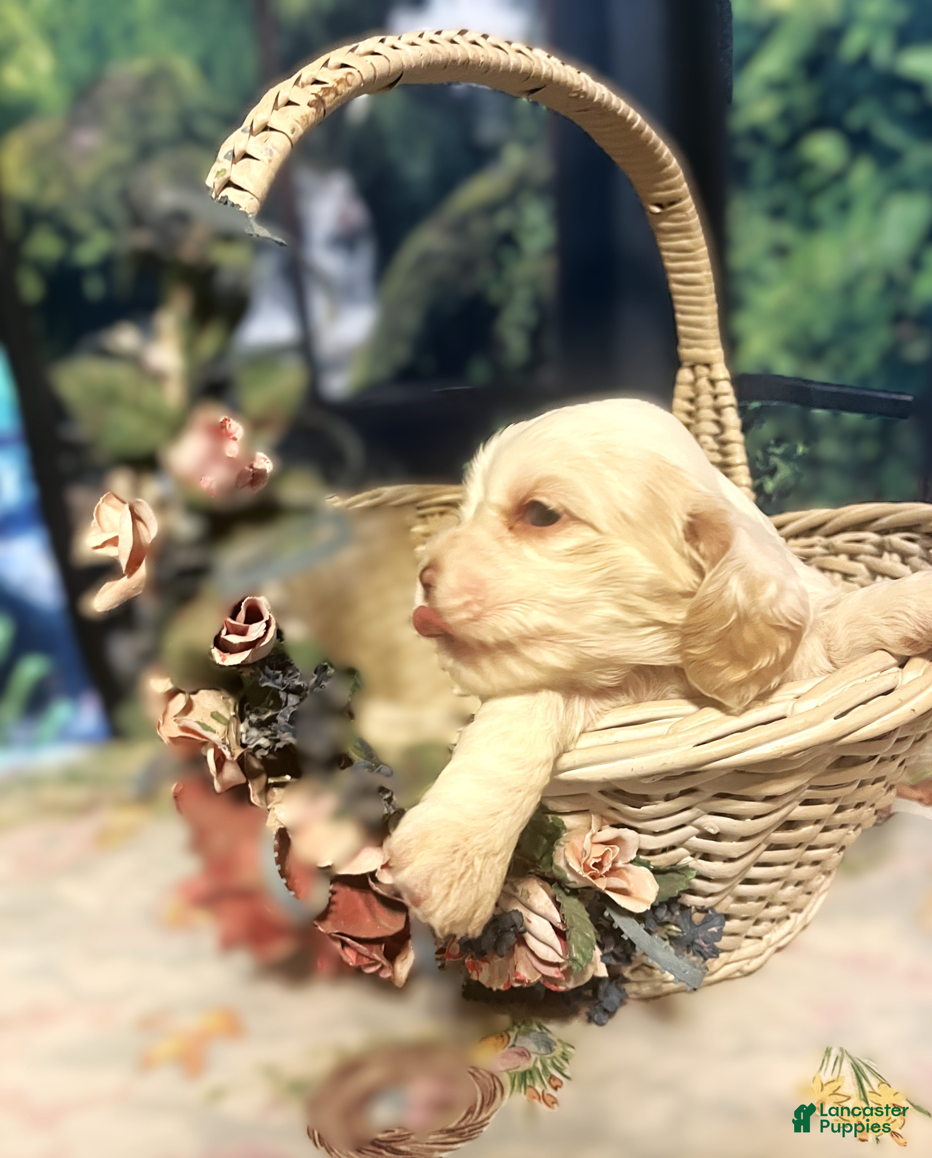 Cocker Spaniel dogs Cocker Spaniel Puppy 4 Female - Lilac - Ad 1