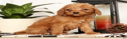 Mini Goldendoodle dogs for sale: Shelly - Ad 3