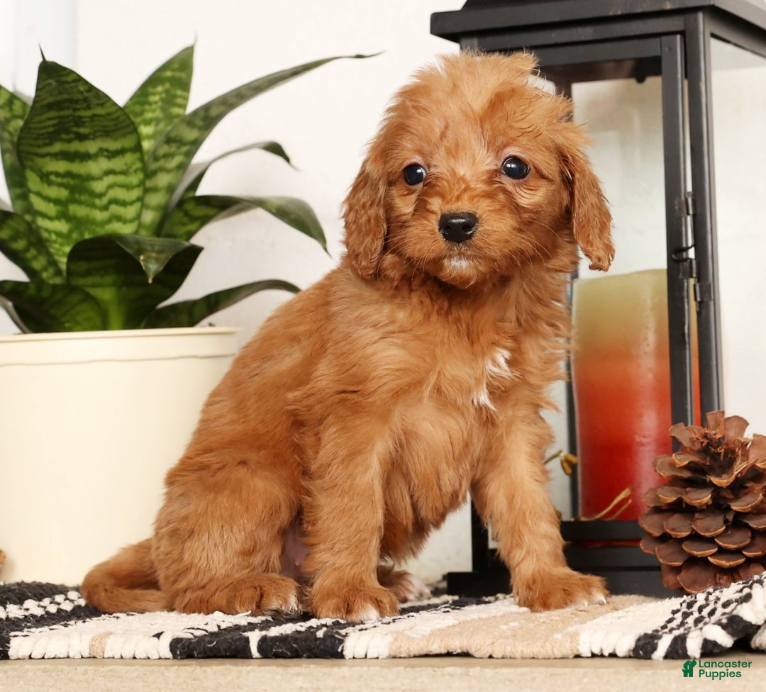 Mini Goldendoodle dogs for sale: Shelly - Ad 3