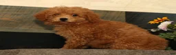 Miniature Poodle dogs for sale: Linda - Ad 3