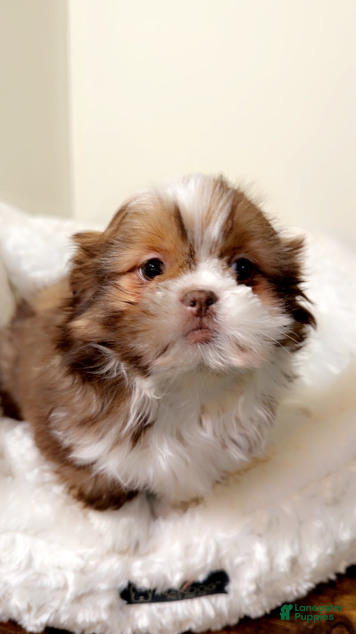 Shih Tzu dogs Brownie - Ad 30