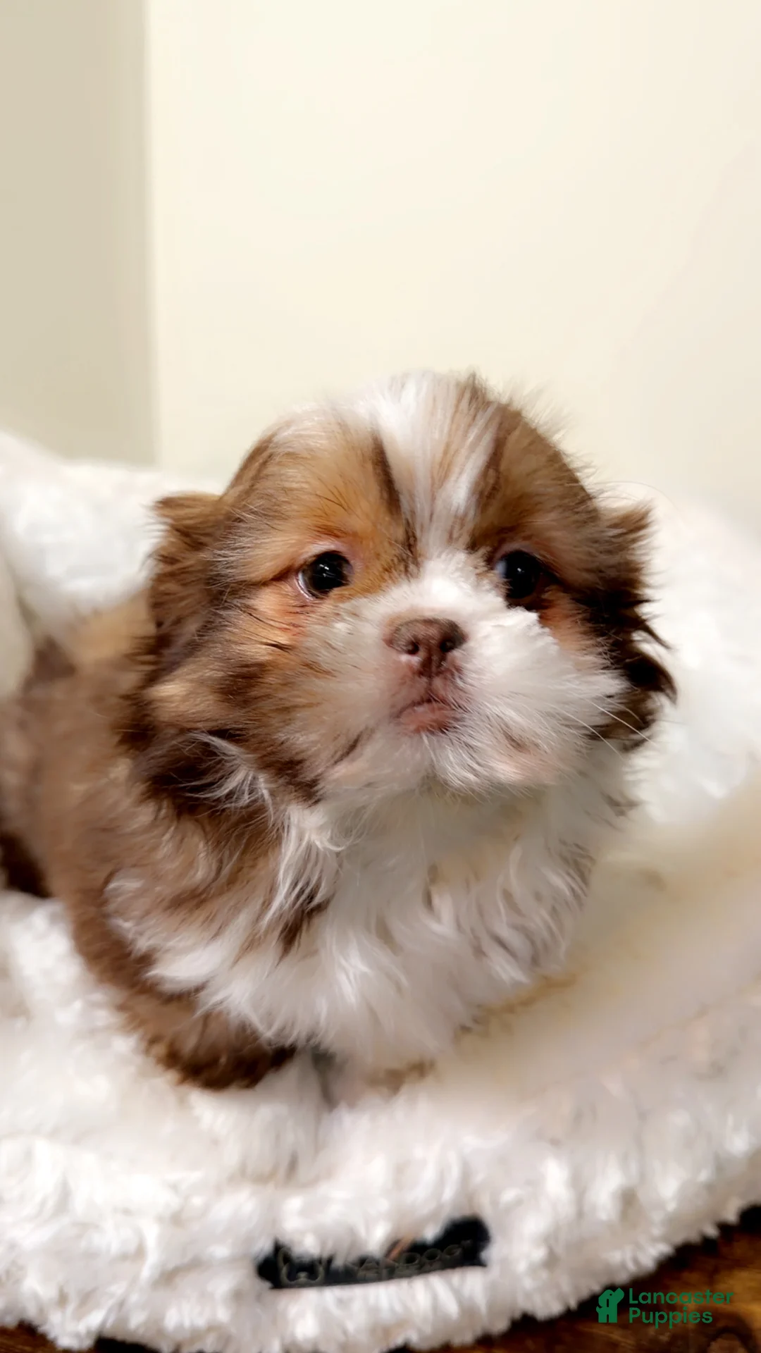 Shih Tzu dogs for sale: Brownie - Ad 1
