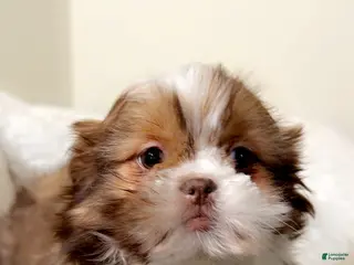 Shih Tzu dogs Brownie - Ad 30