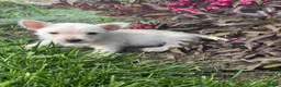 West Highland Terrier dogs for sale: Waylon - Ad 3