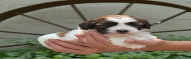 Granola