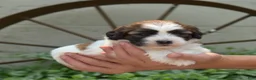 Teddy Bear dogs for sale: Granola - Ad 1