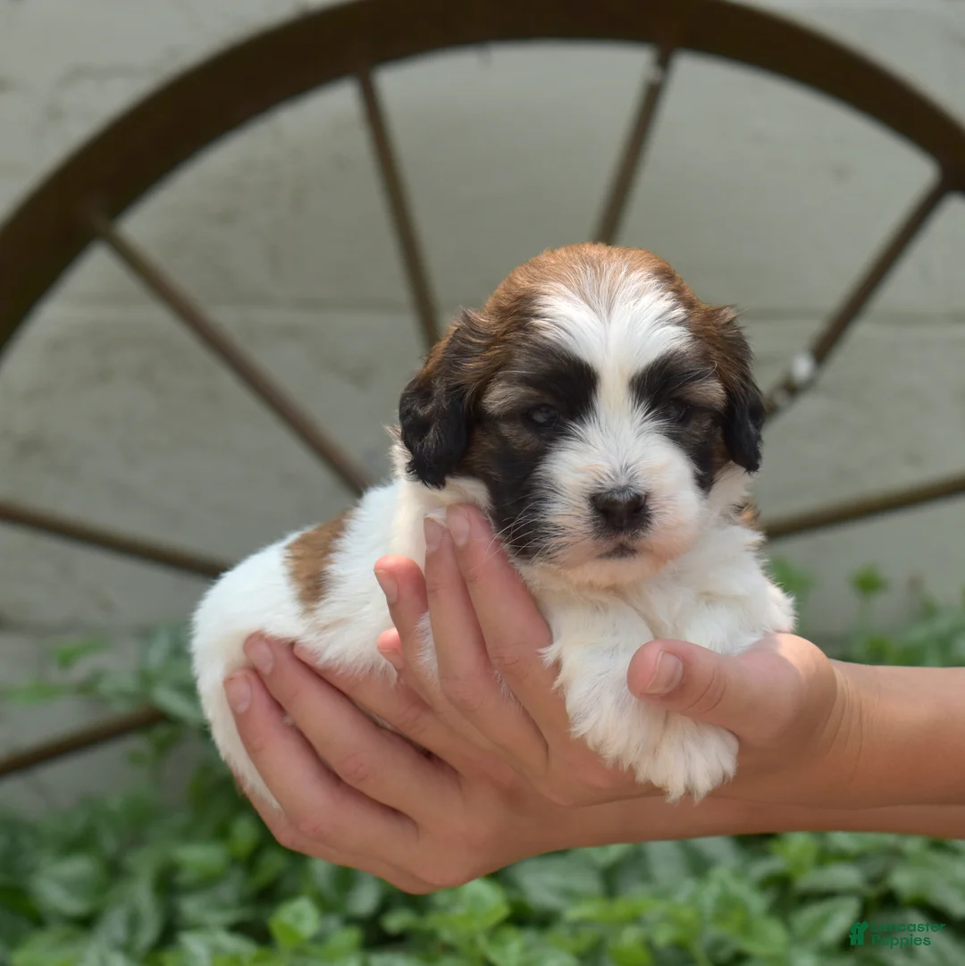 Teddy Bear dogs for sale: Granola - Ad 1