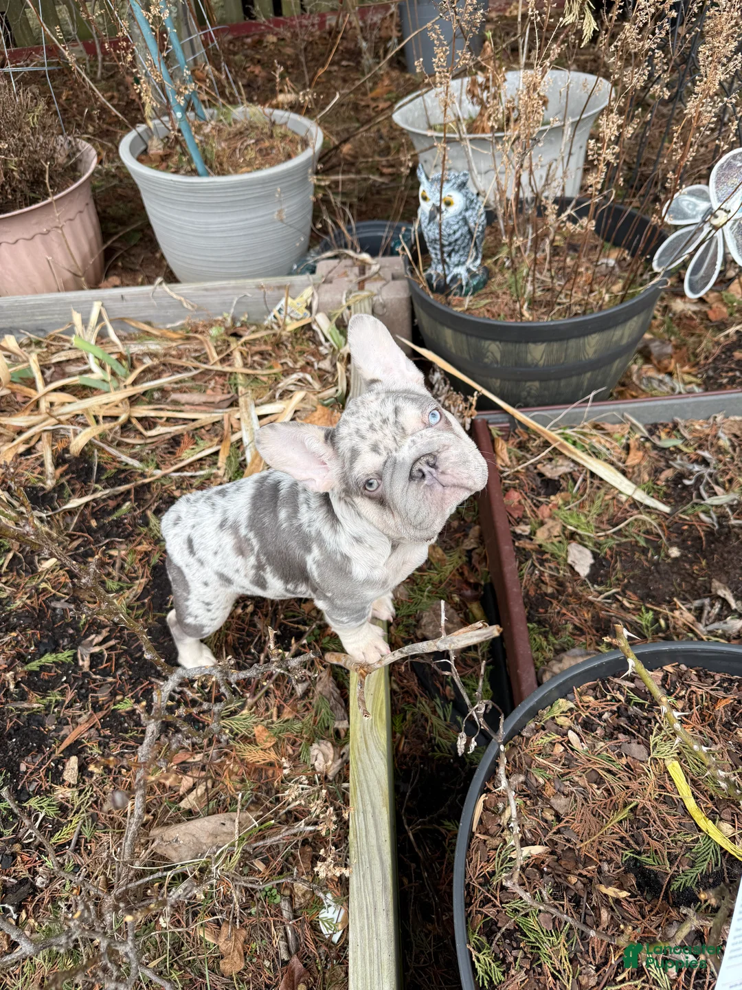 French Bulldog dogs for sale: Pressure  - Ad 1